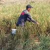 Petani di Ciamis Terpaksa Panen Dini