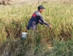 Petani di Ciamis Terpaksa Panen Dini