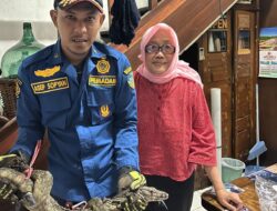 Seekor Biawak Bikin Heboh Warga Tasik