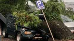 Diterjang Angin Kencang, 2 Mobil Warga Tasikmalaya Ringsek Tertimpa Pohon Besar di Cihideung