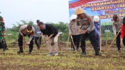 Polres Ciamis Gelar Penanaman Jagung Serentak 2026 di Lahan Baku Sawah Cikoneng