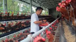 BUMDes Ciamis Suplai Telur ke Dapur SPPG Berkat Program Makan Bergizi Gratis