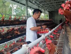 BUMDes Ciamis Suplai Telur ke Dapur SPPG Berkat Program Makan Bergizi Gratis