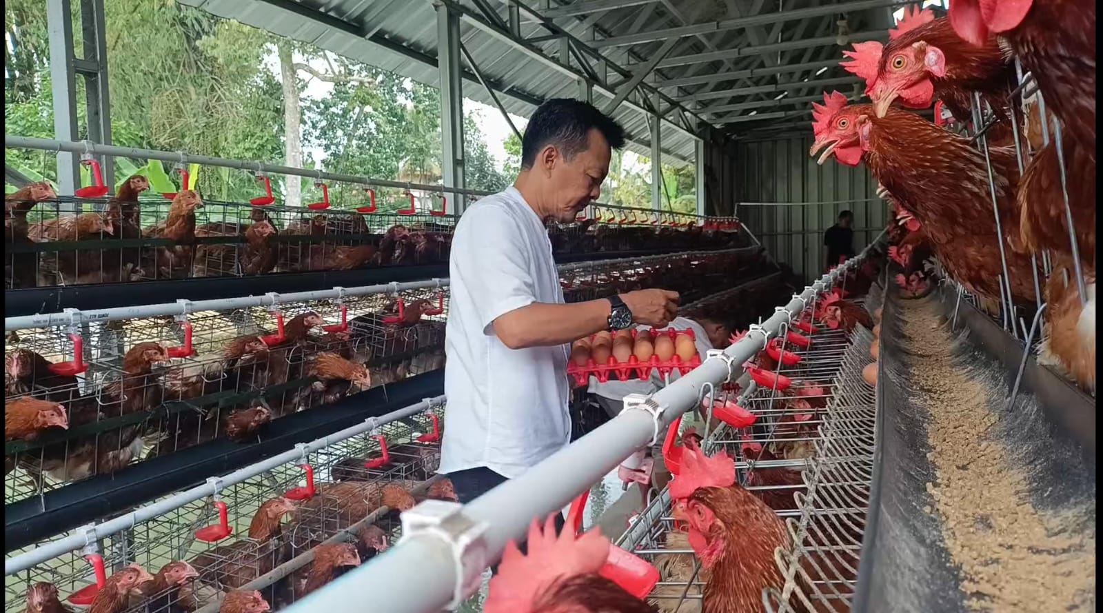 BUMDes Ciamis Suplai Telur ke Dapur SPPG Berkat Program Makan Bergizi Gratis