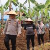 ​Sulap Lahan Tadah Hujan Jadi Produktif, Polres Ciamis dan Petani Tanam 2 Hektare Bawang Merah