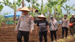Sulap Lahan Tadah Hujan Jadi Produktif, Polres Ciamis dan Petani Tanam 2 Hektare Bawang Merah