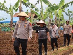 ​Sulap Lahan Tadah Hujan Jadi Produktif, Polres Ciamis dan Petani Tanam 2 Hektare Bawang Merah