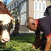 Sapi Kurban Presiden Prabowo 1,2 Ton Tiba di Masjid Agung Baiturrahman Tasikmalaya