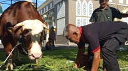 Sapi Kurban Presiden Prabowo 1,2 Ton Tiba di Masjid Agung Baiturrahman Tasikmalaya