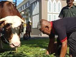 Sapi Kurban Presiden Prabowo 1,2 Ton Tiba di Masjid Agung Baiturrahman Tasikmalaya