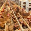 WMU Perluas Kapasitas hingga 500 Ribu Ekor, Bidik Jadi Produsen Telur Cage-Free Terbesar di Asia Tenggara