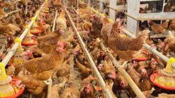 WMU Perluas Kapasitas hingga 500 Ribu Ekor, Bidik Jadi Produsen Telur Cage-Free Terbesar di Asia Tenggara