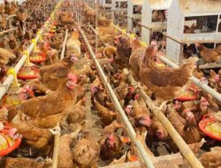 WMU Perluas Kapasitas hingga 500 Ribu Ekor, Bidik Jadi Produsen Telur Cage-Free Terbesar di Asia Tenggara