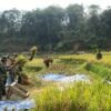 Dekat Dengan Masyarakat, Satgas TMMD Kodim 0612 Tasikmalaya Bantu Panen Padi Warga
