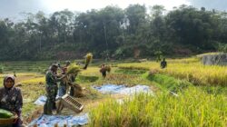 Dekat Dengan Masyarakat, Satgas TMMD Kodim 0612 Tasikmalaya Bantu Panen Padi Warga