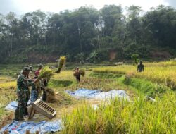 Dekat Dengan Masyarakat, Satgas TMMD Kodim 0612 Tasikmalaya Bantu Panen Padi Warga